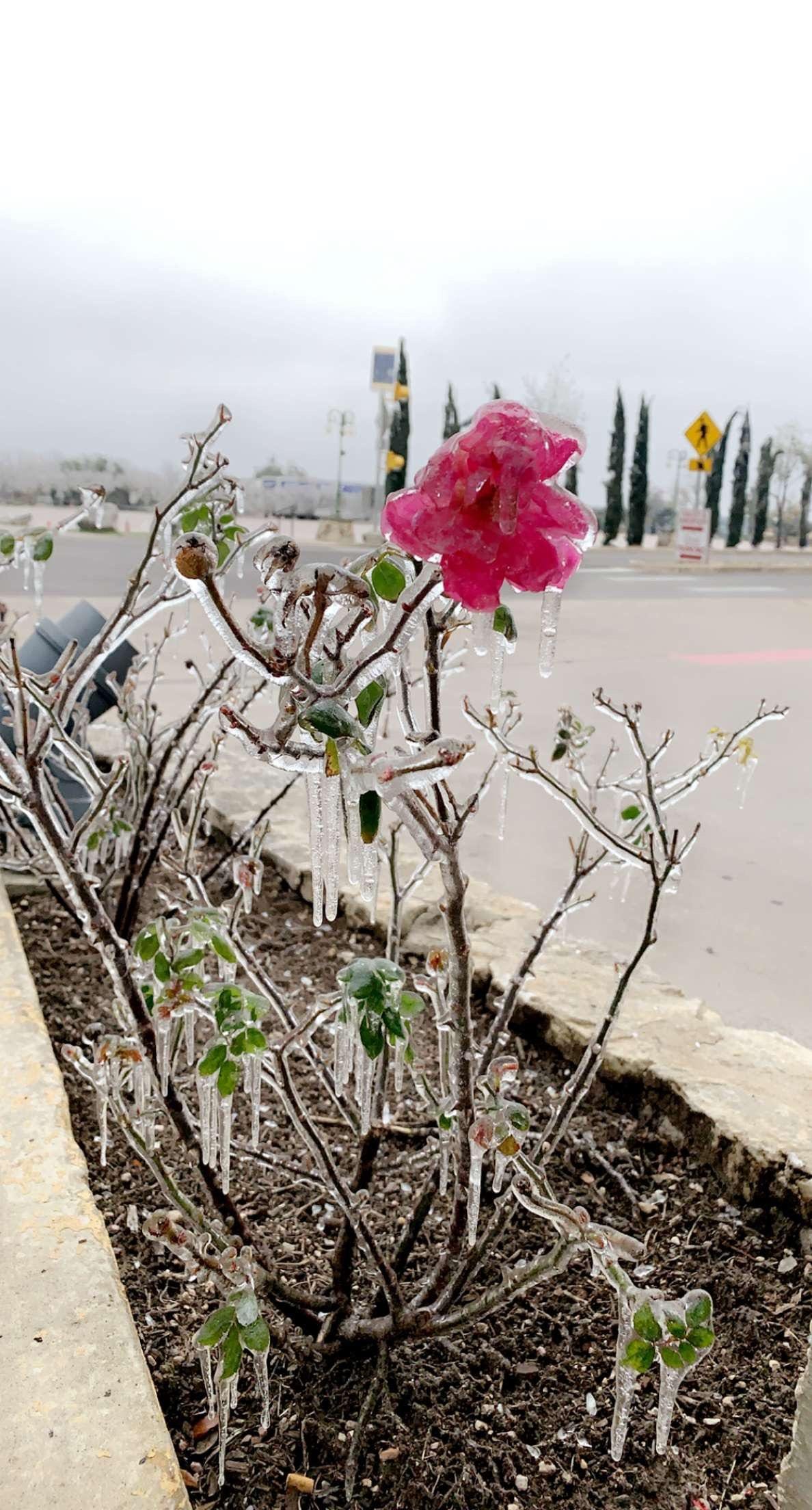 a flower frozen in clear ice