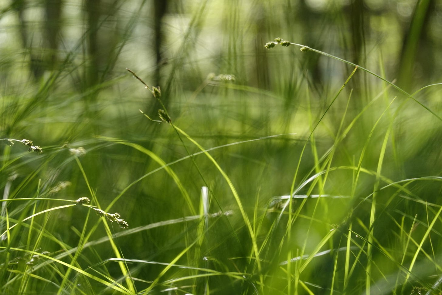 Lush green sedge in a Scottish birch wood backlit by the morning sun 