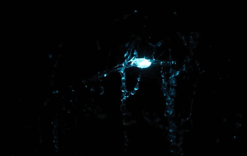 A Night of Blue and Green Bioluminescence in Momorangi Bay