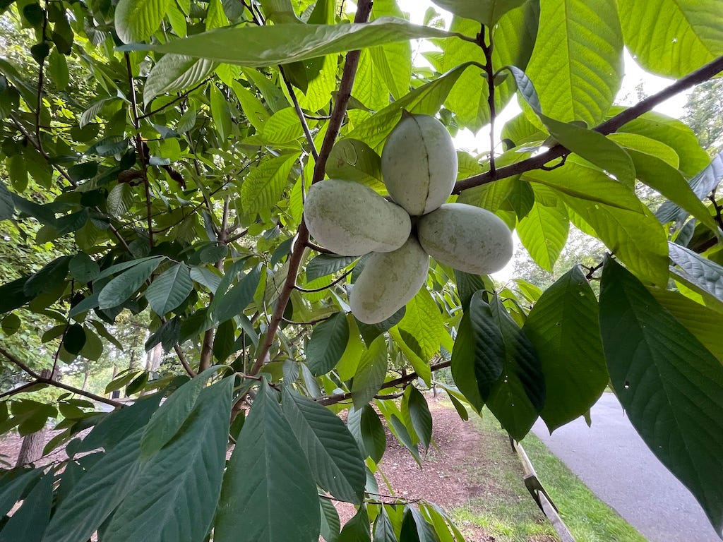 pawpaws on tree