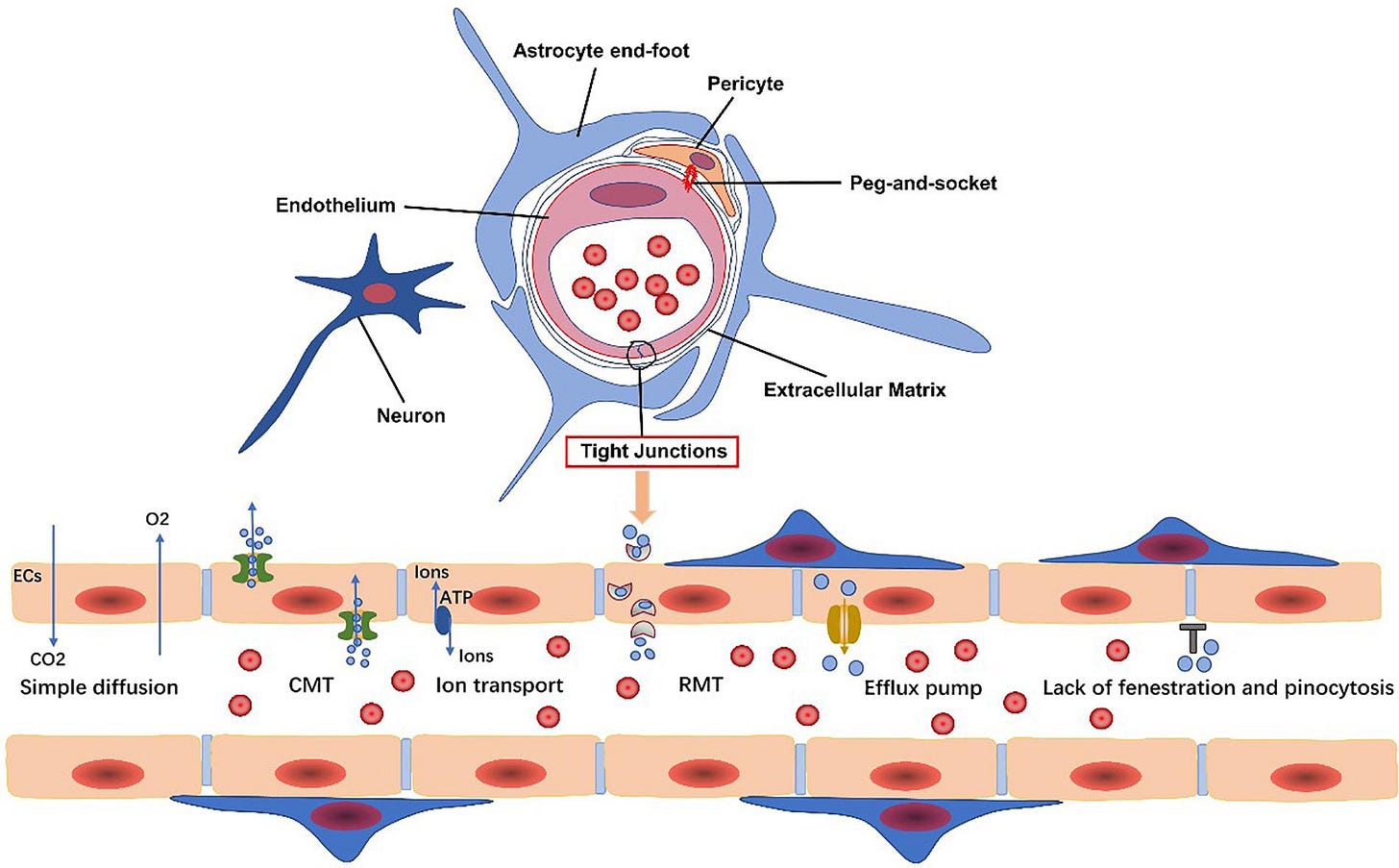 Frontiers | Blood-Brain Barrier: More Contributor to Disruption of Central  Nervous System Homeostasis Than Victim in Neurological Disorders