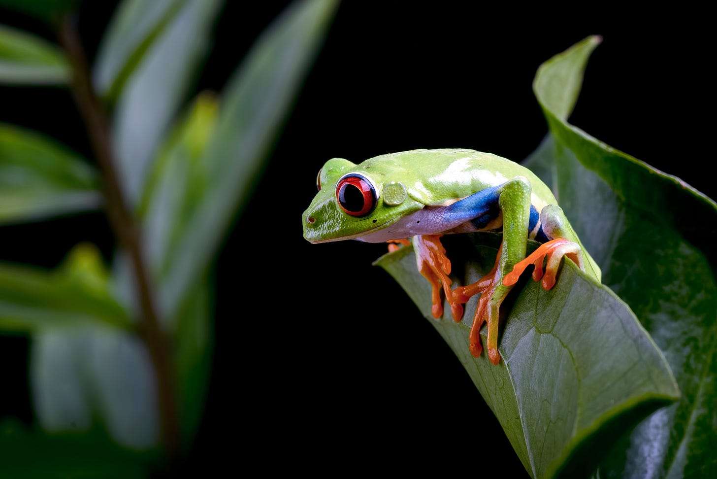 Green tree frog with red eyes and orange feet