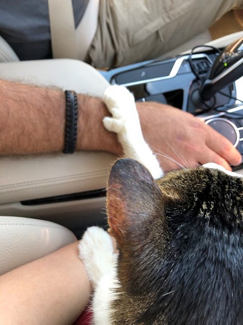 A tabby and white cat is shown in the car, exploring the grass and a pond, eating with a mountain view in the background.