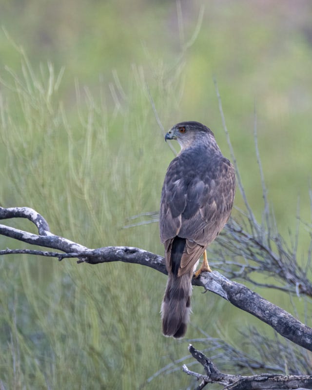 20250626-BoxCanyon-243-Edit.jpg 20250626-BoxCanyon-243-Edit.jpg