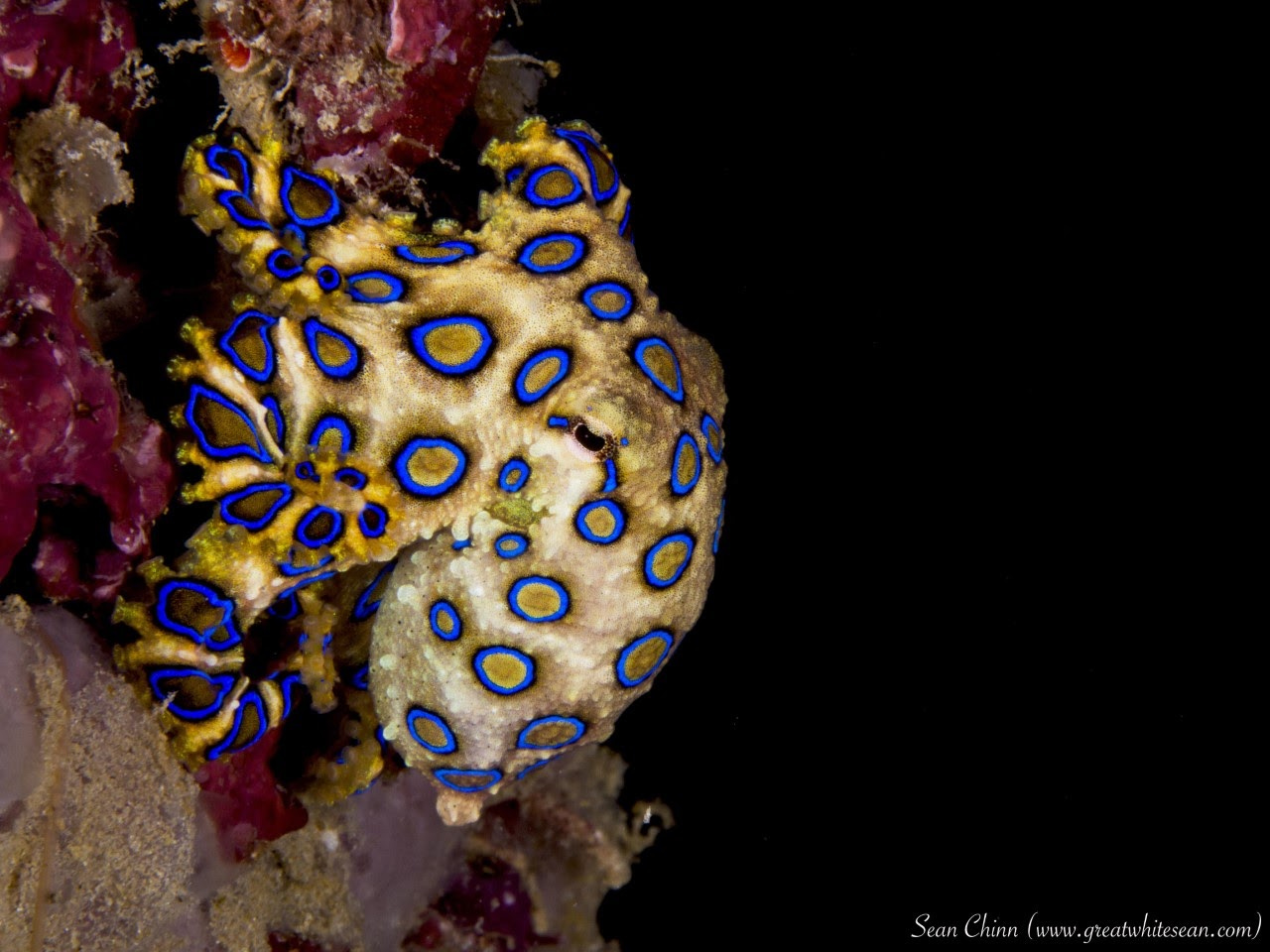 Blue ringed octopus