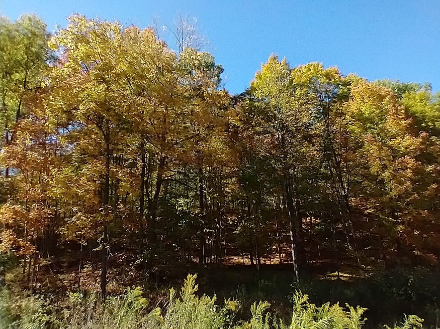 Golden-leaved trees on a ridge beside Opinicon Road and Lake.
