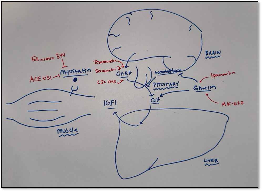 Biohacking Muscle: The Peptides Everyone's Talking About