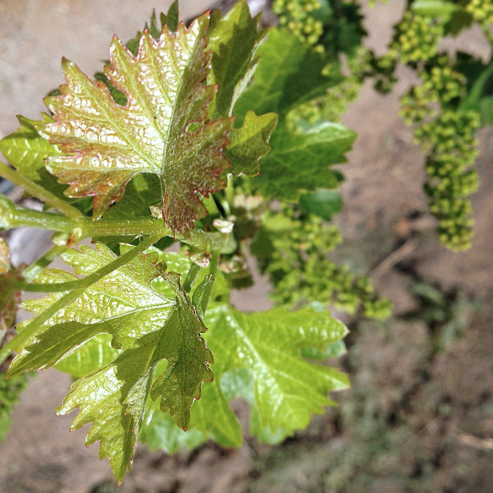 Cabernet Sauvignon in the Kronos Vineyard in St. Helena