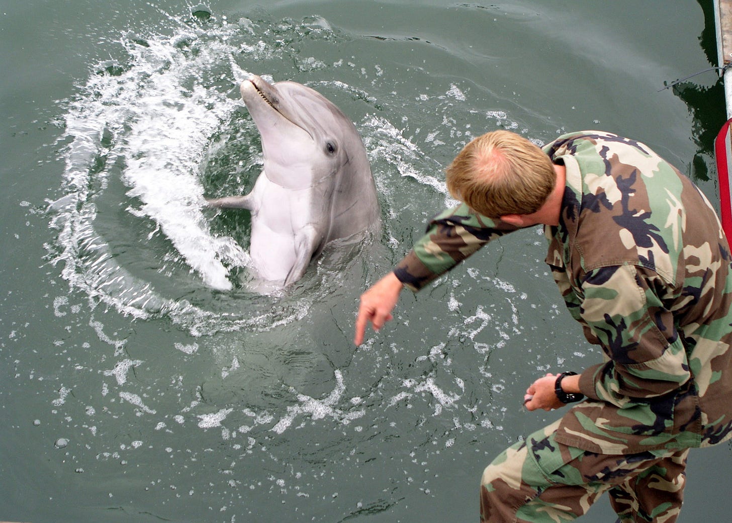 Dolphins in the Navy! - Dolphins And You