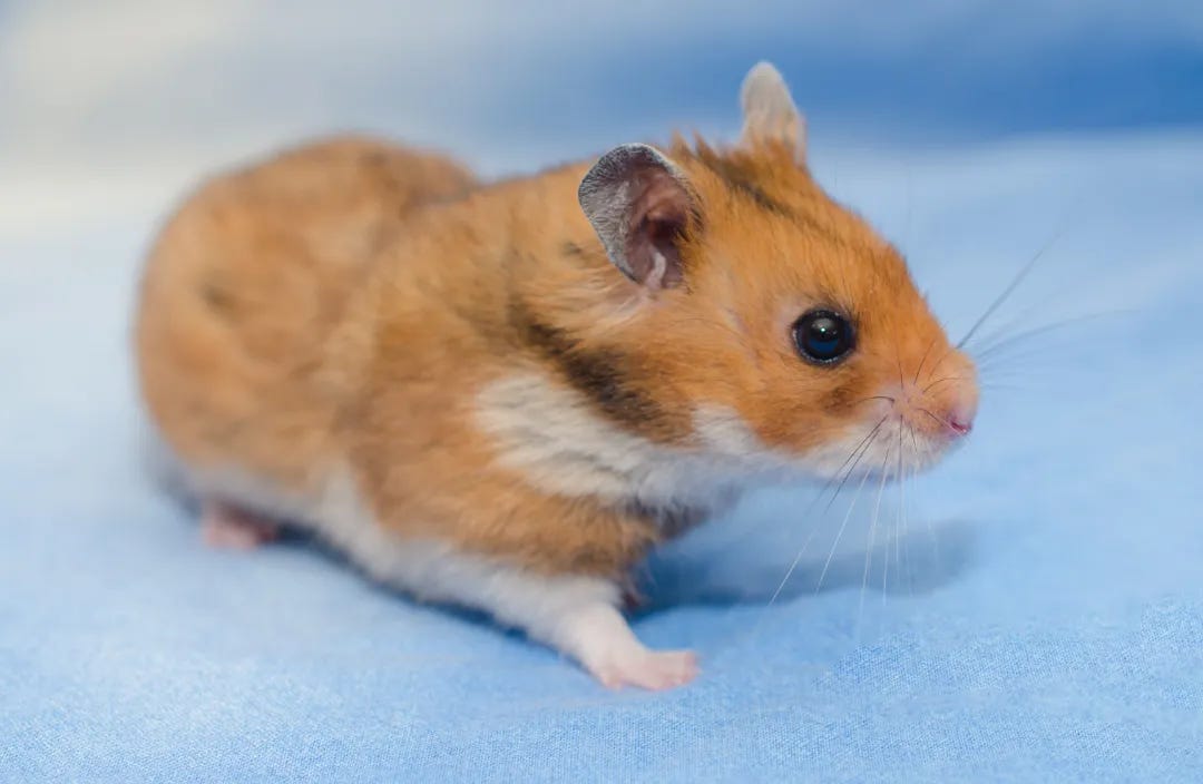 Syrian Hamster Care - Reptile Cymru