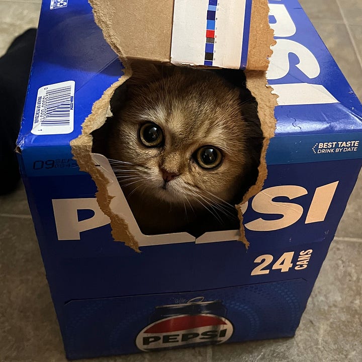 A gallery of 4 photos of the two cats. Kevin relaxing on the sofa with arms stretched out front. Luisa peeking out from inside a Pepsi case box. Baby Luisa looking down. Kevin lying on his side.
