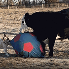 Warriors Come Out To Play-ay. Tabs, Fri., Feb. 6, 2026