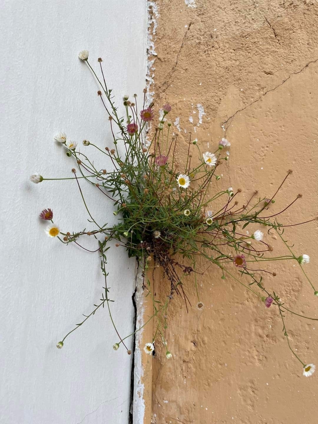 May be an image of baby's-breath