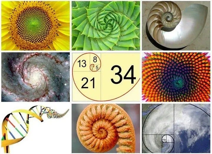 Lessons from Unusual Places: the Fibonacci Sequence - Tempus Renatus School  of Classical Horsemanship