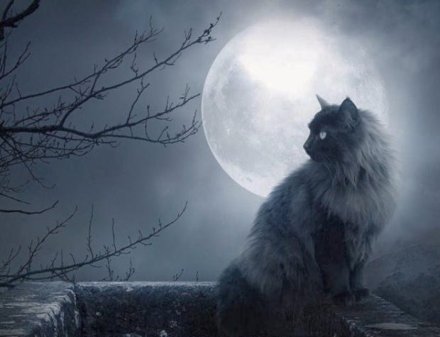 Pawed-Cast 1: Up All Night With Raymond