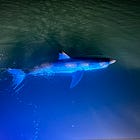 DMR Teams Up with UMass Dartmouth and UMaine to Research Juvenile White Sharks