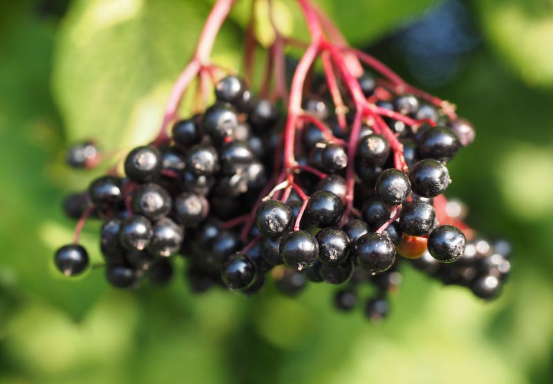 Elderberry History Elderberry History