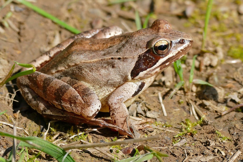 A frog sat on the ground