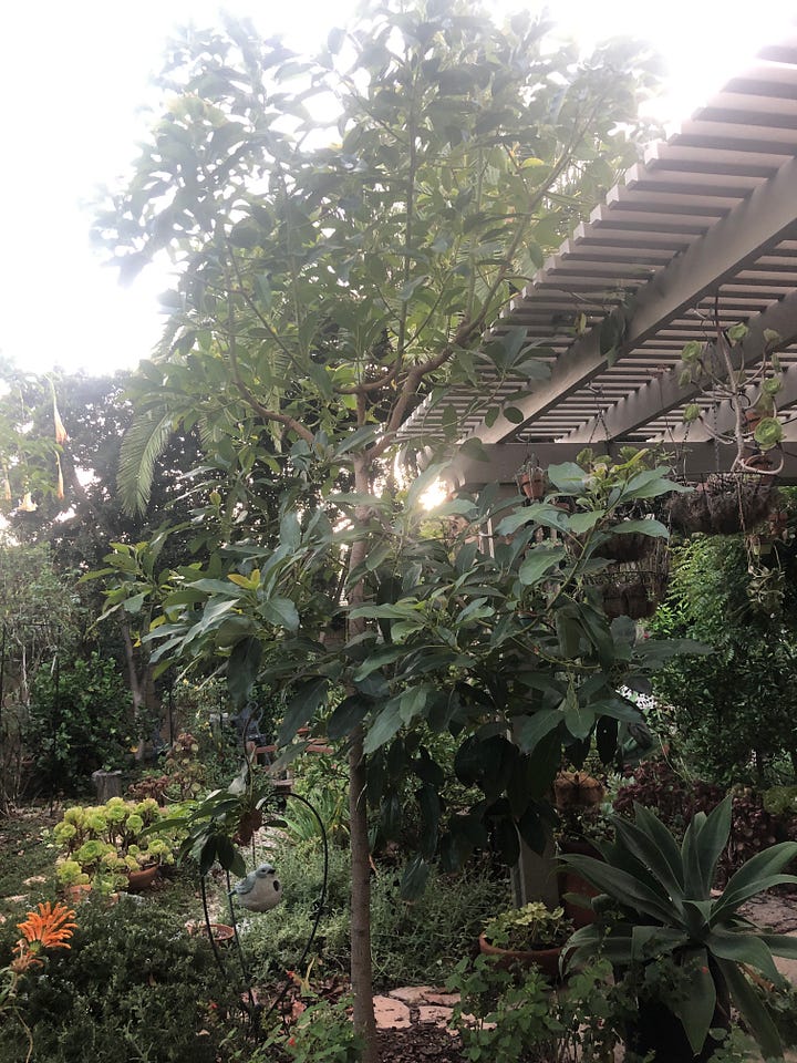 A young avocado plant flowers, then almost dies but with tender care, it begins to grow again. The elder avocado tree, thriving but produces no fruits.