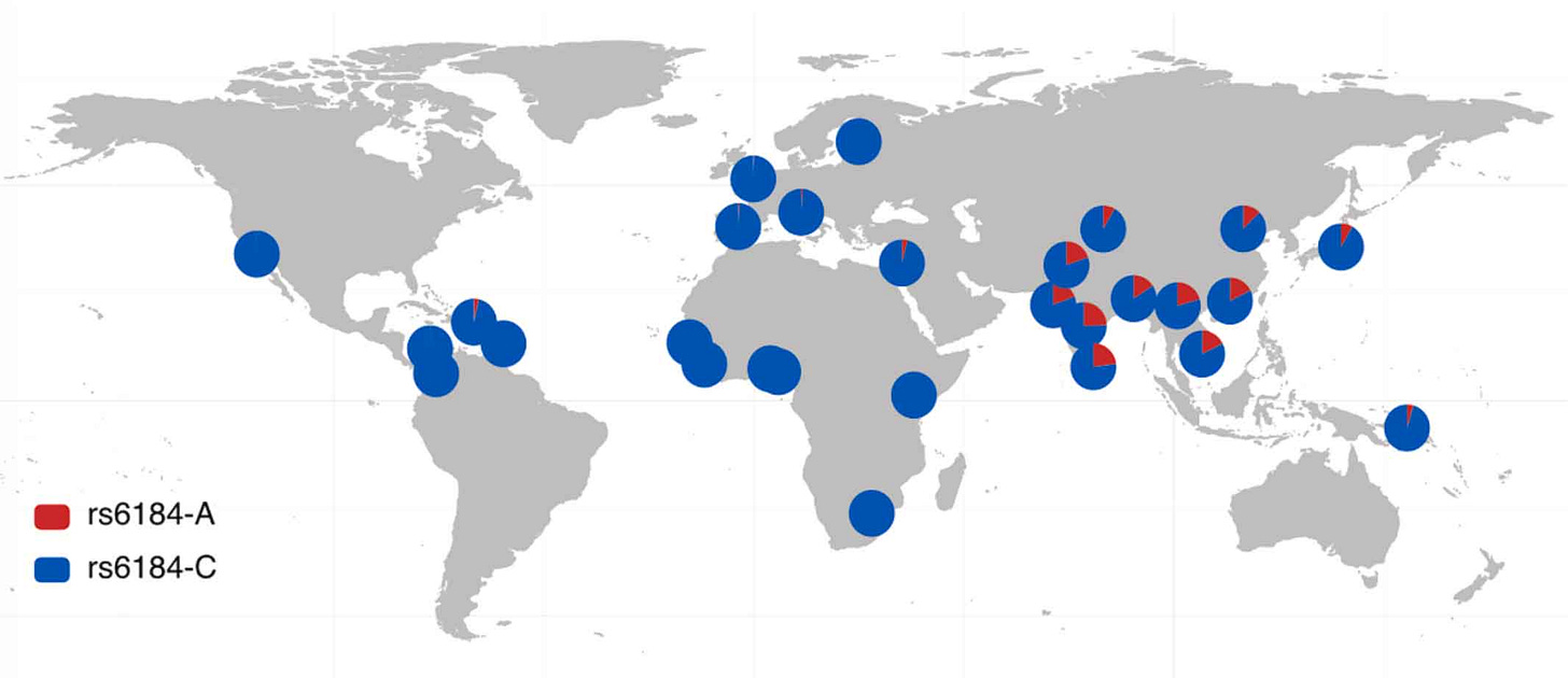 Global map with pie charts on varied geographic locations showing frequency of rs6184 alleles, the A allele from Neanderthals is common in South Asia, Southeast Asia, and East Asia and rare or absent elsewhere Global map with pie charts on varied geographic locations showing frequency of rs6184 alleles, the A allele from Neanderthals is common in South Asia, Southeast Asia, and East Asia and rare or absent elsewhere