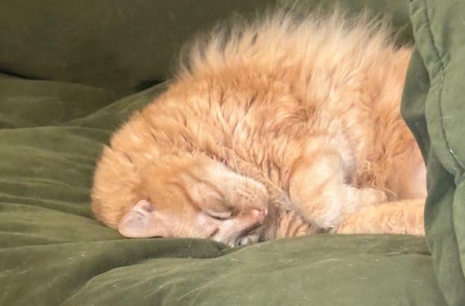 very asleep orange floof with her head tucked under the rest of her on green cushions