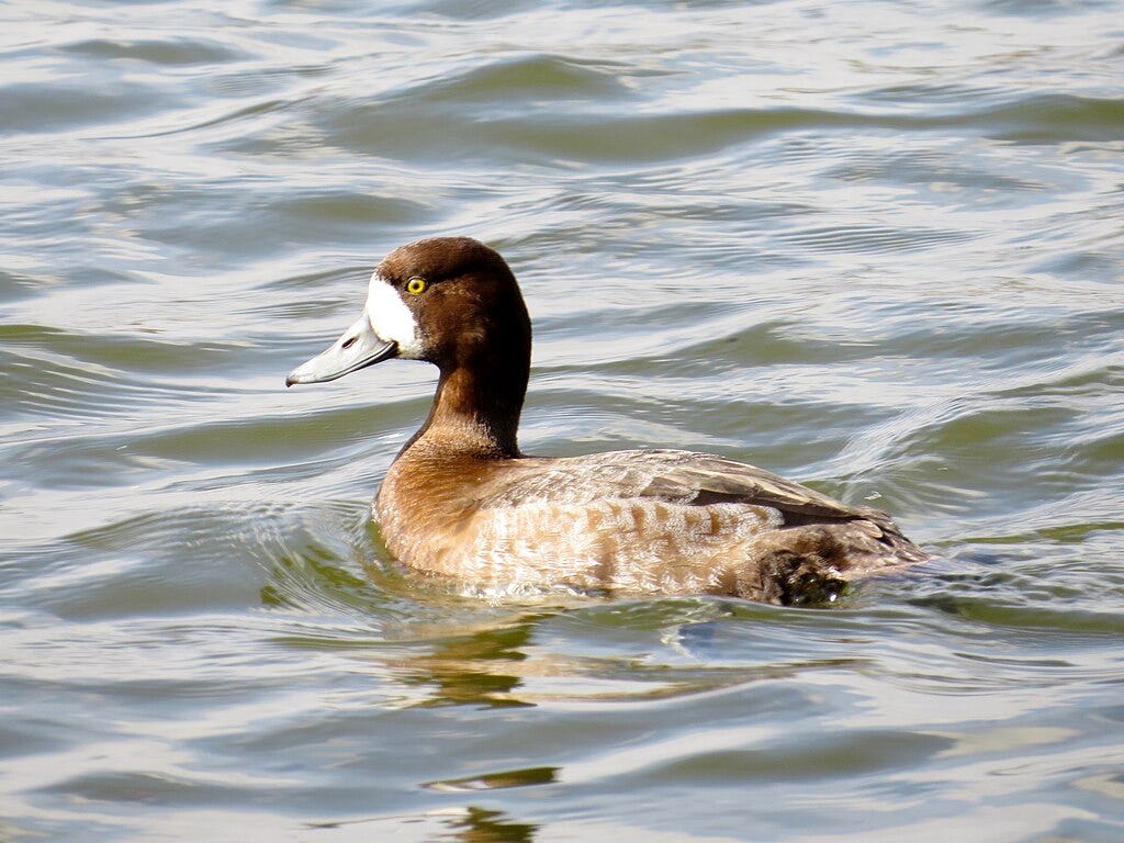 female greater scaup on the water female greater scaup on the water