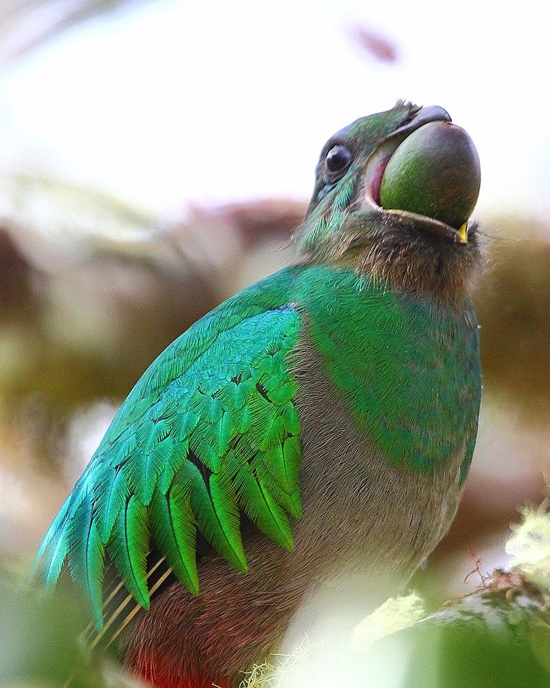 A female ersplendent quetzal as viewed from slightly below, swallowing an entire avocado