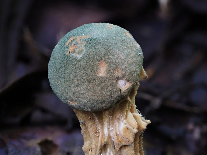 green capped Austroboletus