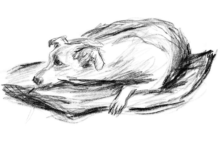 (Left) A watercolour and pen sketch of a cat sleeping with the caption '27th April - Every day Tsilla find somewhere new to sleep'. (Right) Pencil sketch of a dog curled up about to go to sleep.