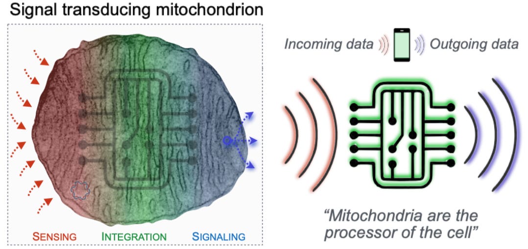 Signal transducing mitochondrion. Mitochondria are the processors of the cell. Signal transducing mitochondrion. Mitochondria are the processors of the cell.