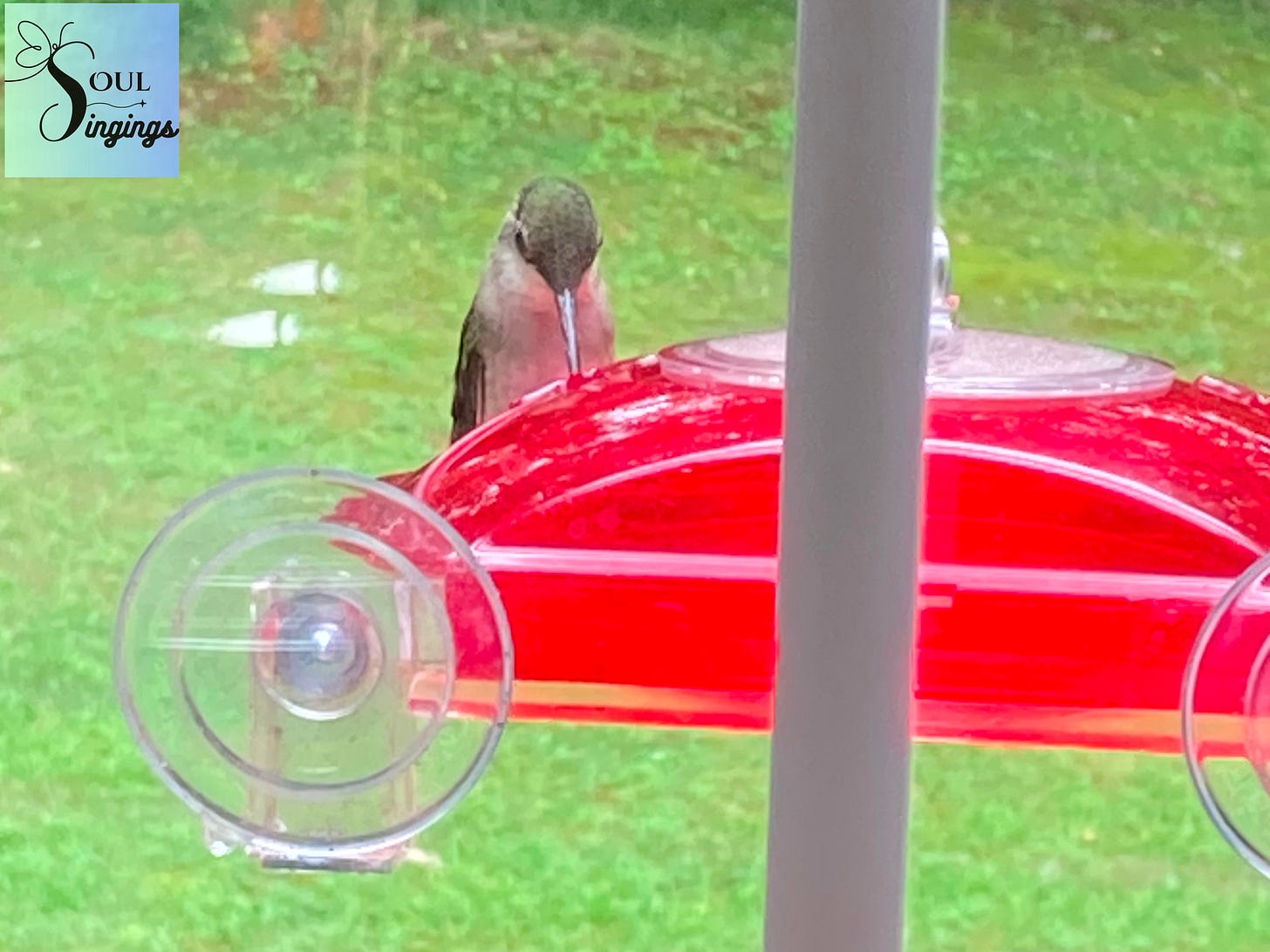 Gustavia: a hummingbird drinking nectar from a red window feeder