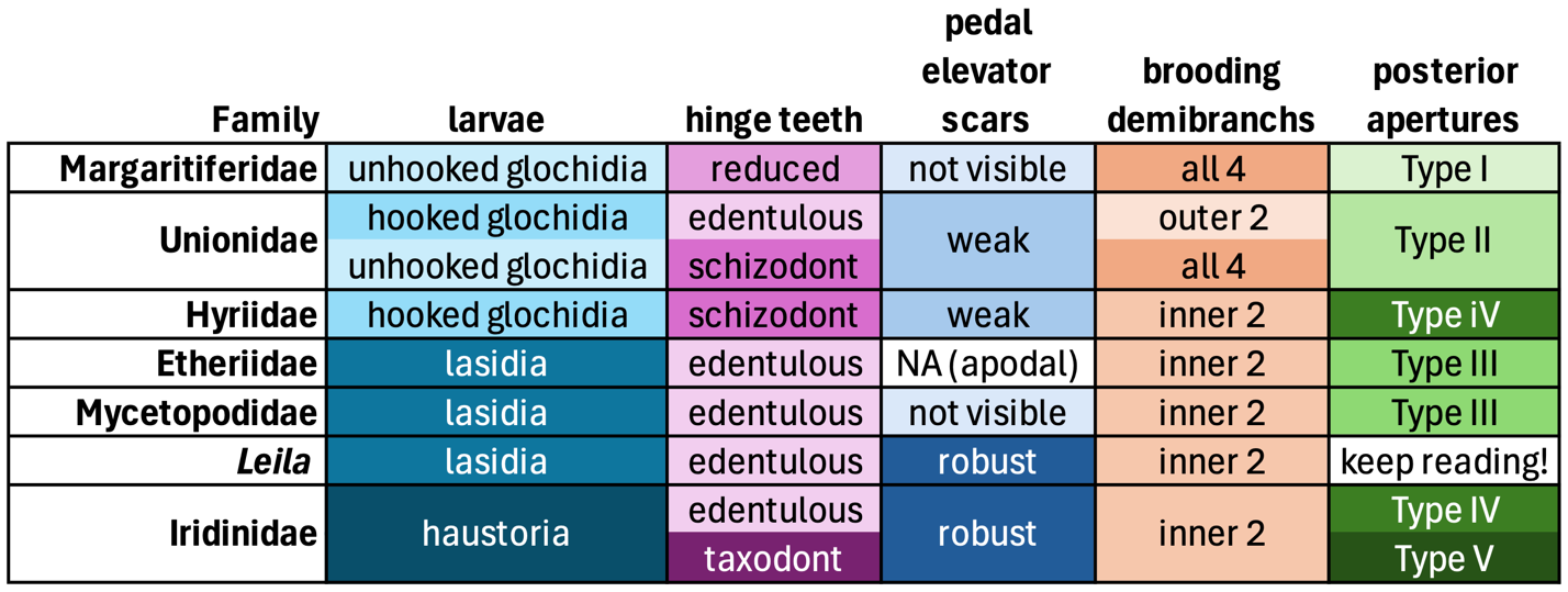 Table listing the states of various morphological characters for the six freshwater mussel families and Leila
