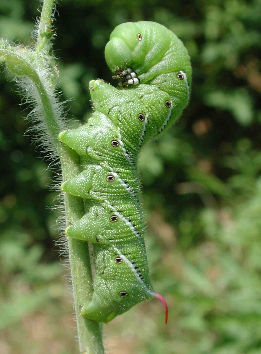 How to Identify and Control Tomato Hornworm Caterpillars - Dengarden
