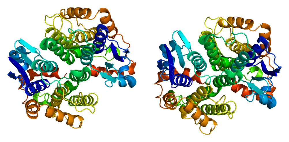 GSTT1 - Wikipedia