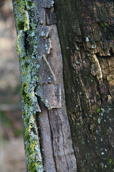 nature photos of trees, moss, mushrooms and dried grass