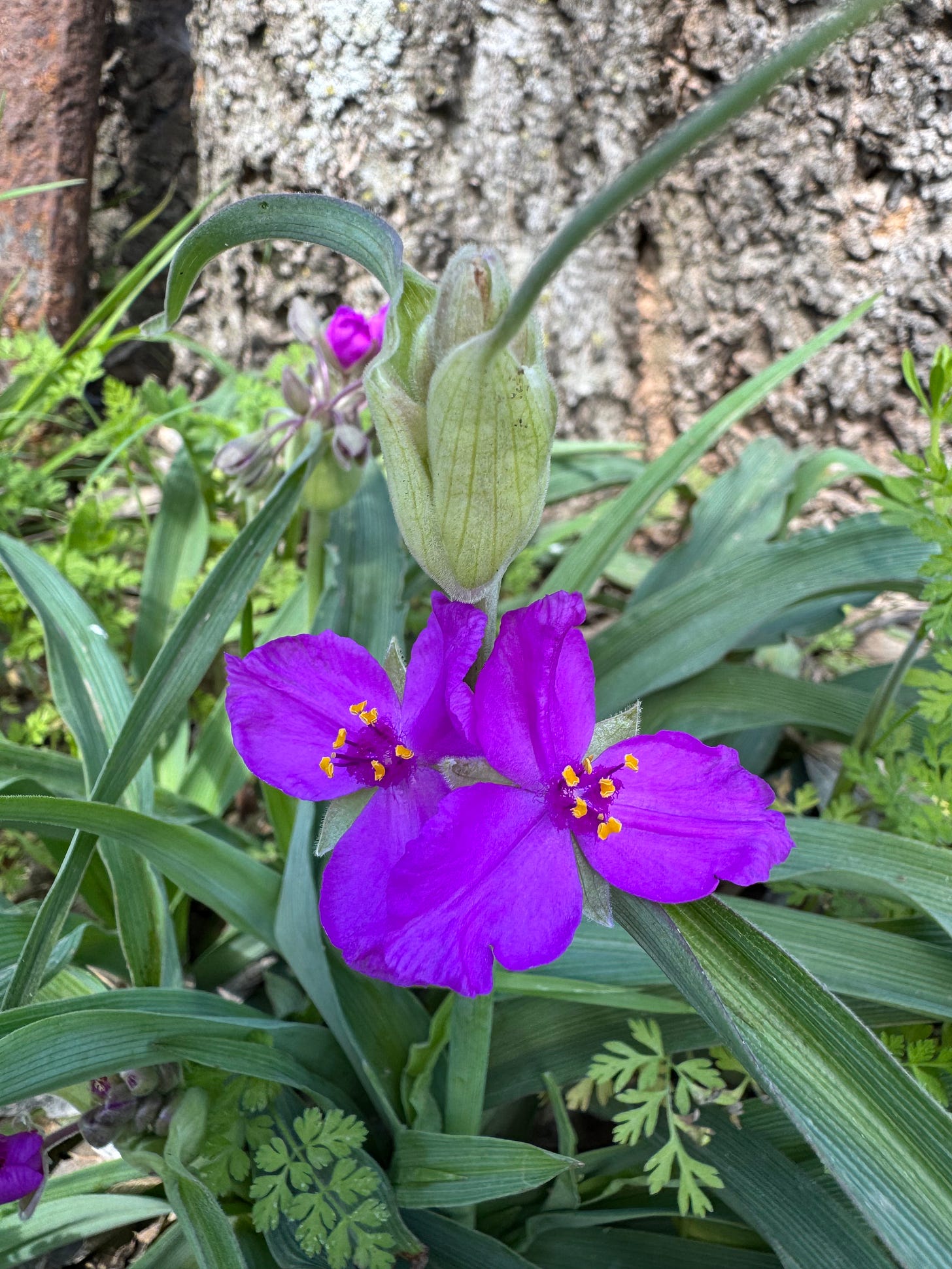 Purple spiderwort blossom