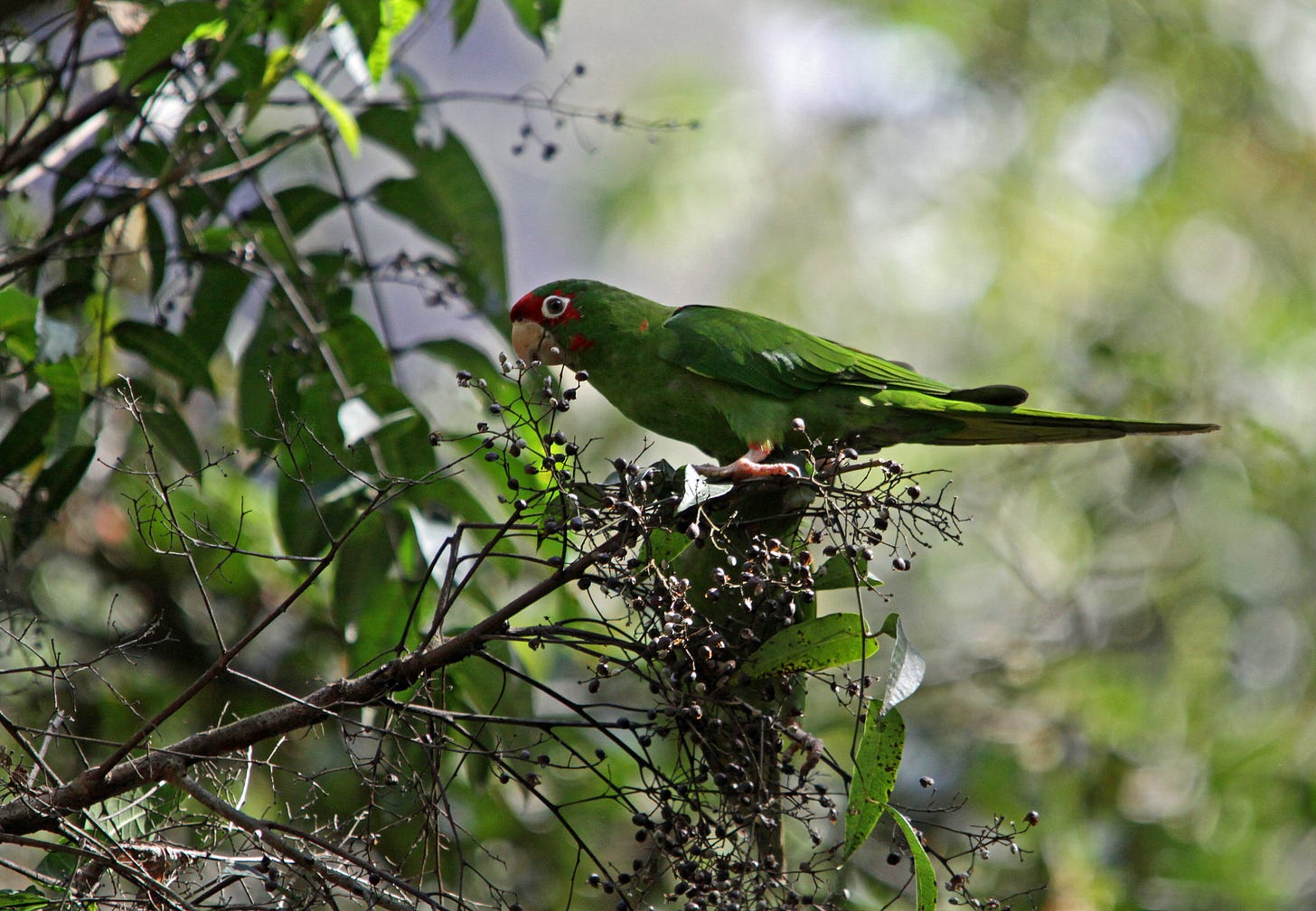 A green parakeet, with red on the face and a long tail, in a tree. A green parakeet, with red on the face and a long tail, in a tree.