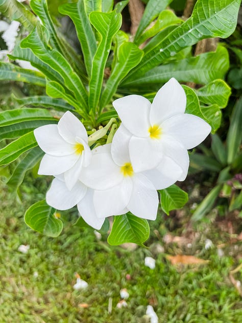 Photos of trees, plants and flowers on sunny summer days.