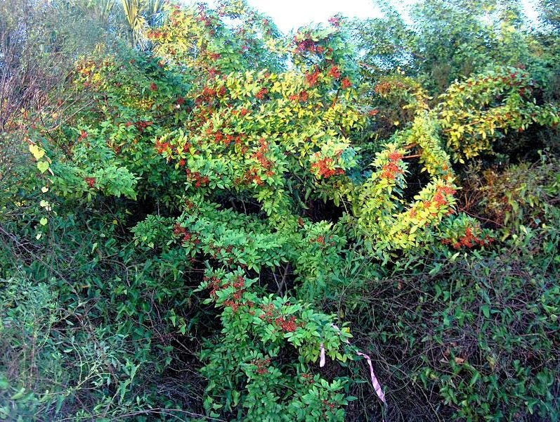 File:Brazilian Pepper (2969123381).jpg File:Brazilian Pepper (2969123381).jpg