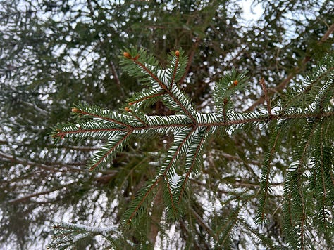 Three images show the evergreen spruce tree in Nicole's yard. The first image is of a snow-covered branch. The second image is taken looking up from the tree's base, where all its branches are visible. The last photo is of a singular branch in the autumn, still green and enjoyable to look at.