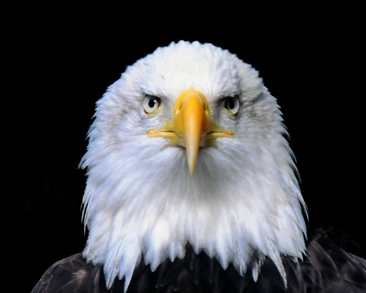Eagle (karen crewe/shutterstock.com)