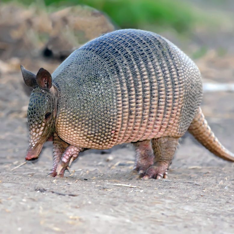 armadillo gigante