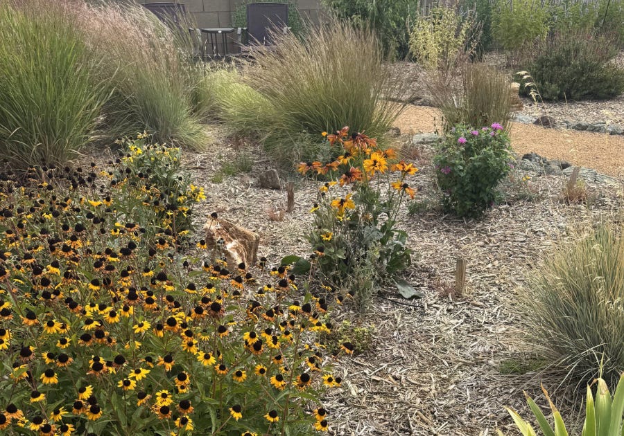 A Meadow Landscape: Curated Botanical Guide