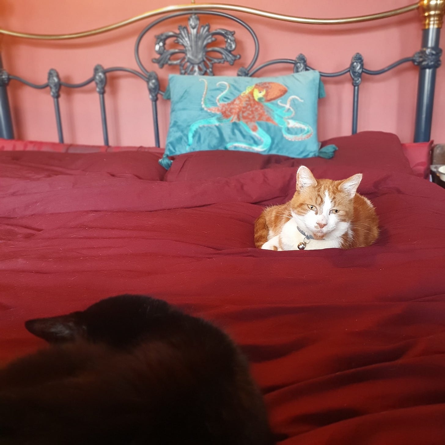 Ginger-and-white cat settled on a red duvet in a cosy bedroom setting, with a decorative headboard and octopus cushion, photographed for the CJ DeBarra interview.