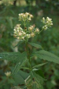 Boneset Plant