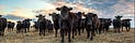 … moooove over repugnicans