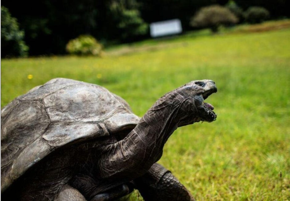 193歳のカメ「ジョナサン」ありがとサン！