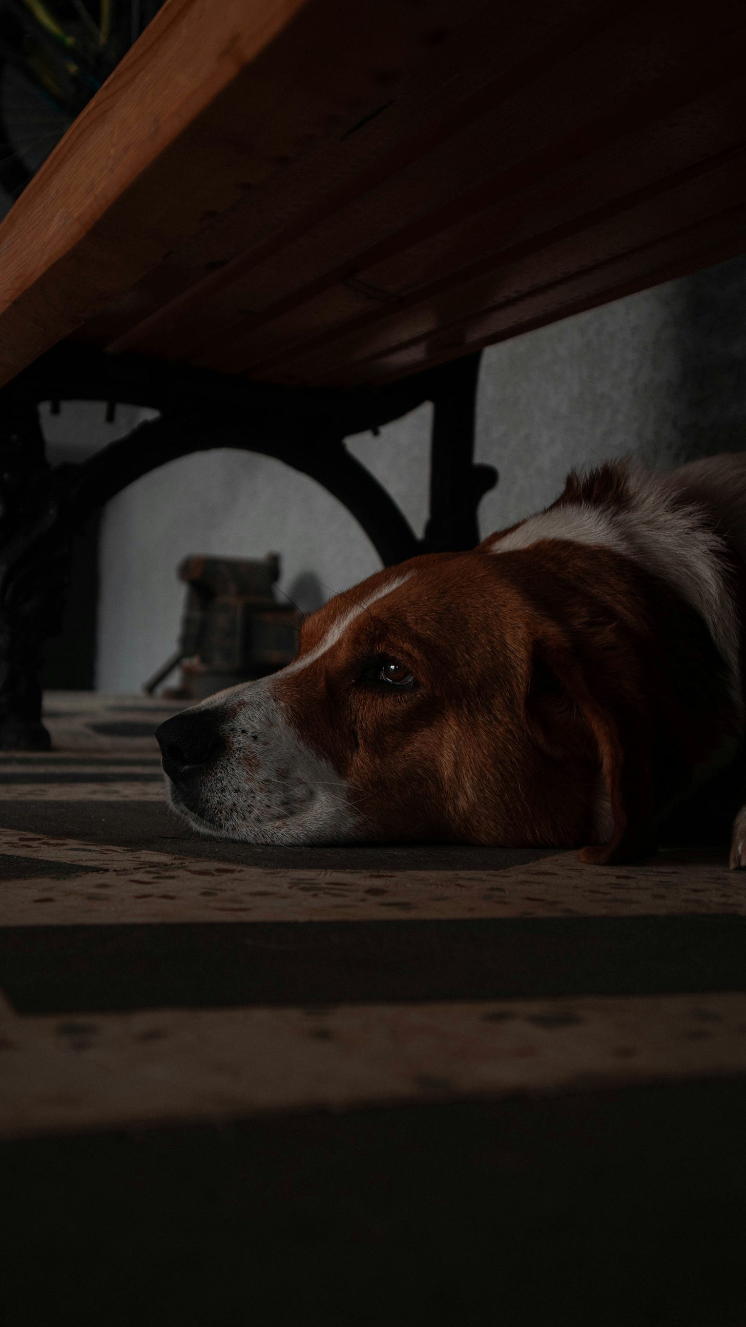 Sad looking beagle under table