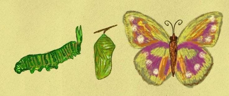 This may contain: a drawing of a butterfly and a caterpillar This may contain: a drawing of a butterfly and a caterpillar