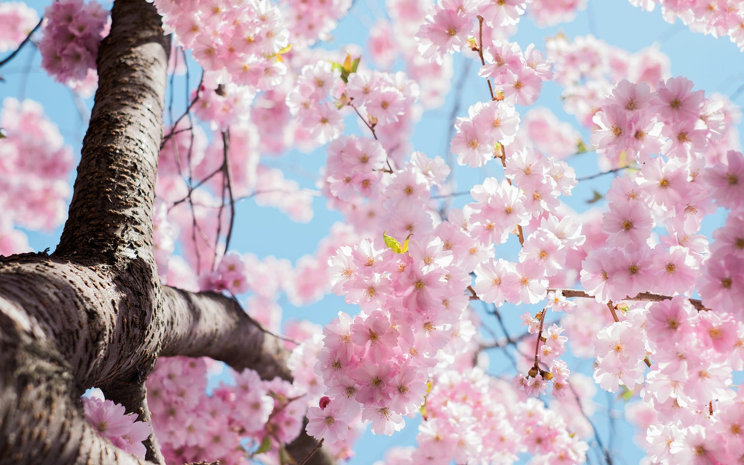 A tree in full bloom of delicate pink flowers. A tree in full bloom of delicate pink flowers.